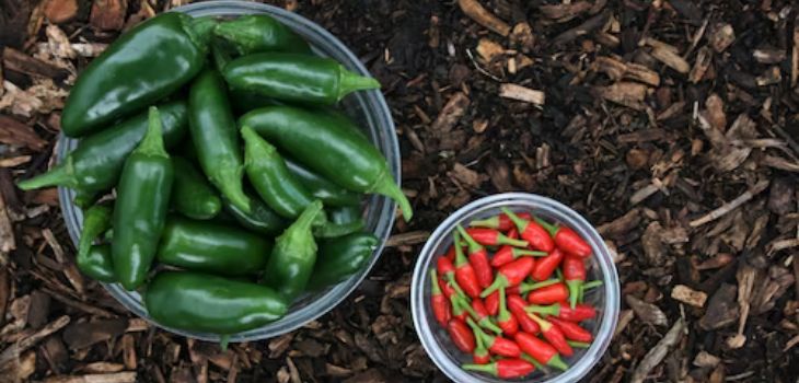 Garden Salsa Pepper vs Jalapeno