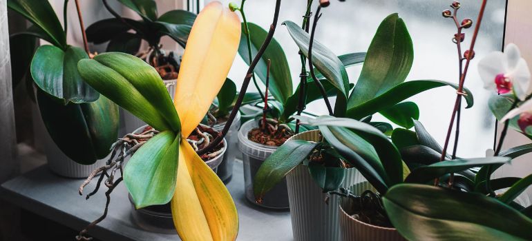 Yellow Spotted Houseplants: A Burst of Sunshine in Your Home