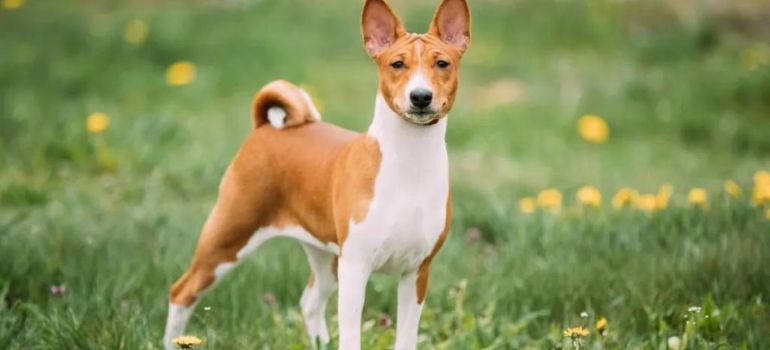 Basenji Mixed with Chihuahua: Unveiling the Quirky Charm