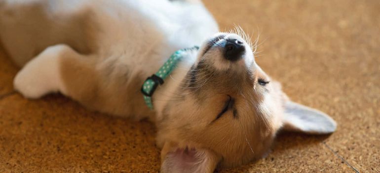 Corgi Sleeping: A Guide to Understanding Your Fluffy Companion’s Restful Nights