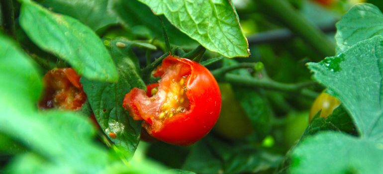 Do Mice Like Tomatoes? Unraveling the Culinary Preferences of Our Rodent Friends