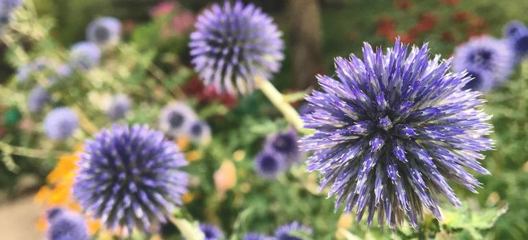 Globe Flower Purple: Unveiling Nature’s Purple Marvels
