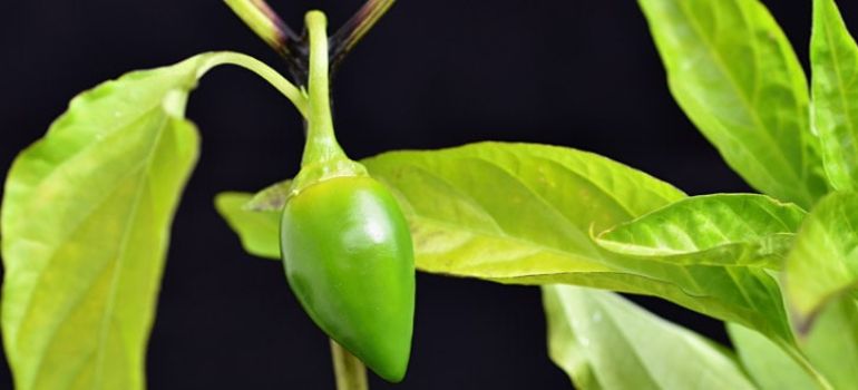 How to Treat Black Joints on Pepper Plants
