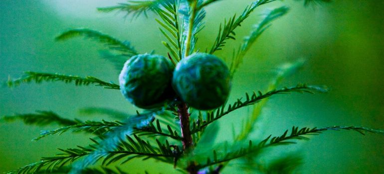 Pine Trees with Green Balls: Nature’s Unique Marvel