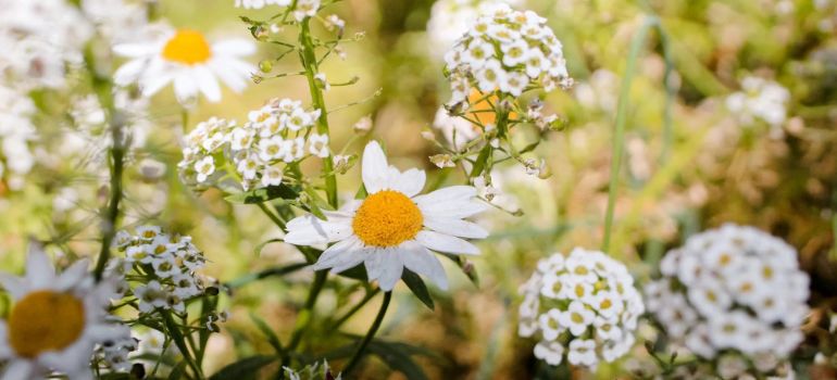 Plant Clusters with Tiny White Flowers: Nature’s Delicate Gems