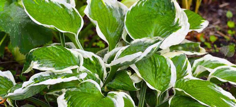 Plant with White Edges on Leaves: Unveiling Nature’s Aesthetic Marvels