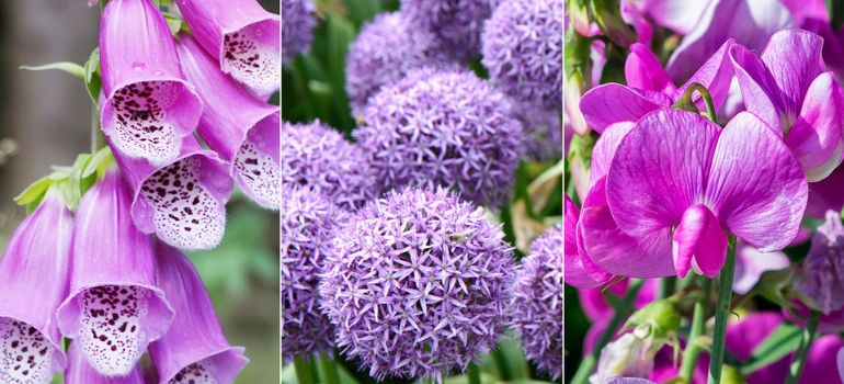 Purple Flowers with Fuzzy Leaves: A Botanical Delight