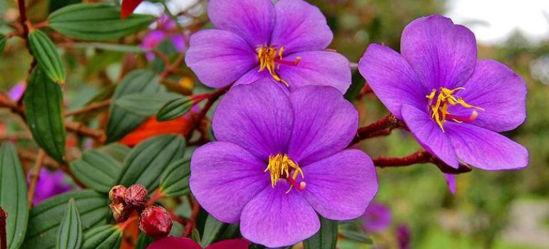 Purple Wonders: Exploring Flowers That Dance with the Sun