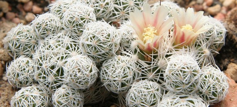 Thimble Cactus Flowers: A Blooming Marvel in Your Garden
