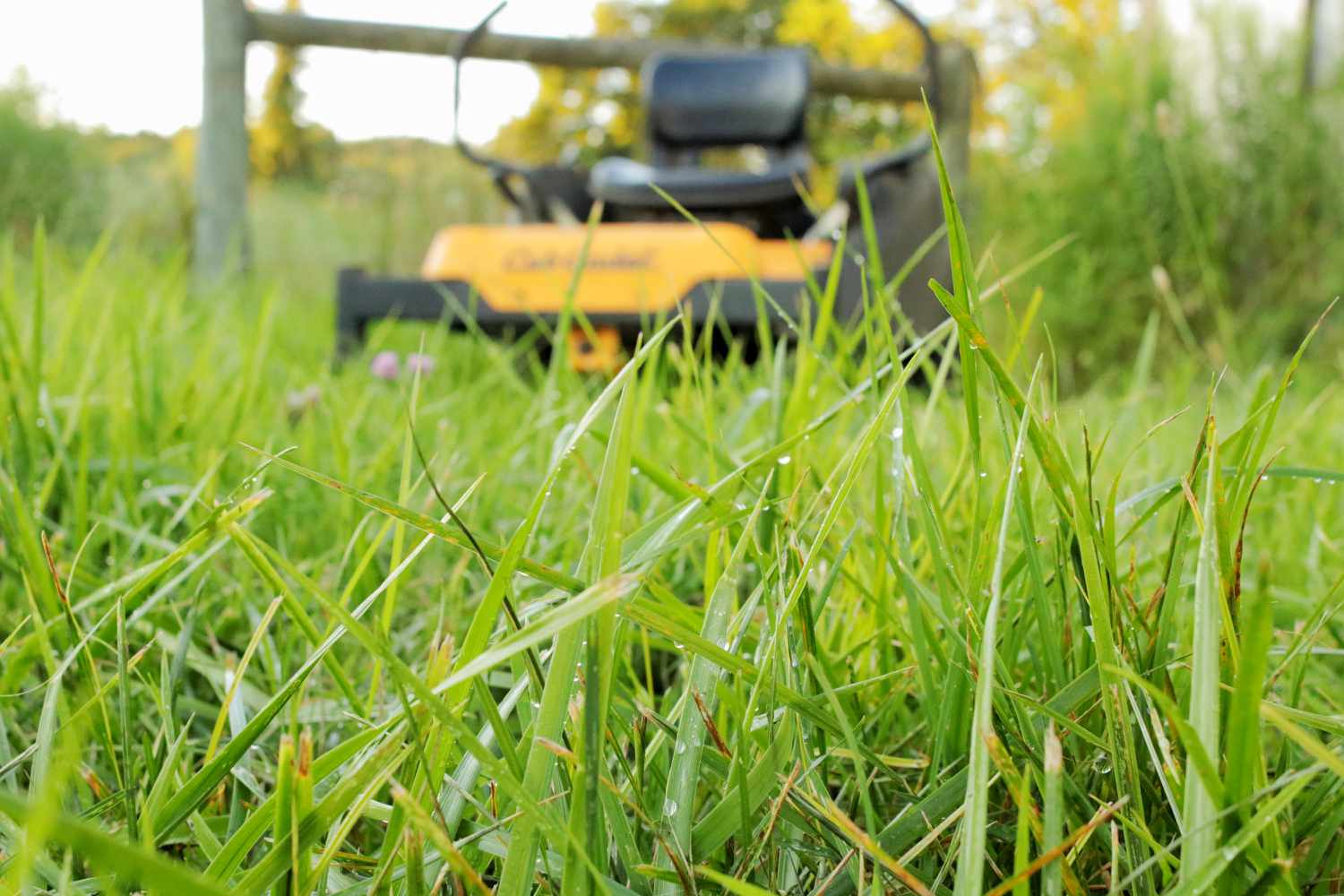 Can You Cut Wet Grass With a Battery Mower? Myth-Busting Tips!