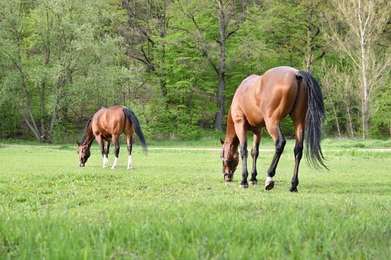 How Long to Keep Horses off Pasture After Mowing